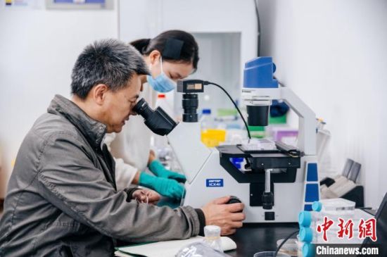 图为陈建明正在实验室查看标本。　中新网记者 李南轩 摄