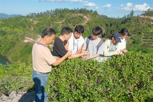 实践队体验采茶。顾秋红 摄